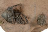 Pseudocryphaeus Trilobite With Metacanthina - Lghaft, Morocco #339620-2